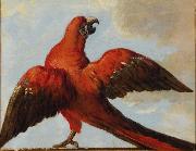 Parrot with Open Wings Jean Baptiste Oudry